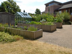 Image of the Raised Bed