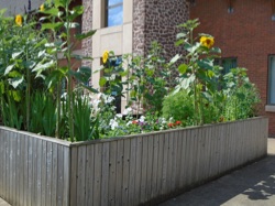 Image of a raised bed