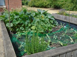 Image of one of the raised beds